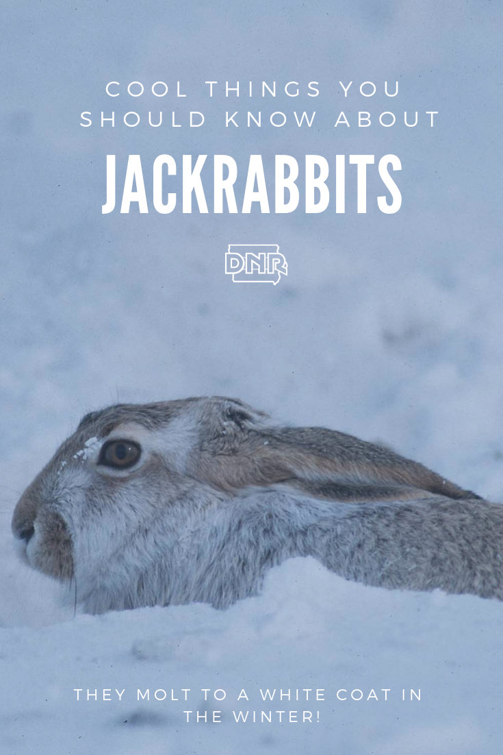 One of Iowa’s fastest animals, jackrabbits can run up to 35 miles per hour while covering up to 15 feet in a single bound!  |  Iowa DNR